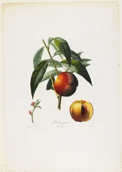 Peaches, from Traite des Arbres Fruitiers